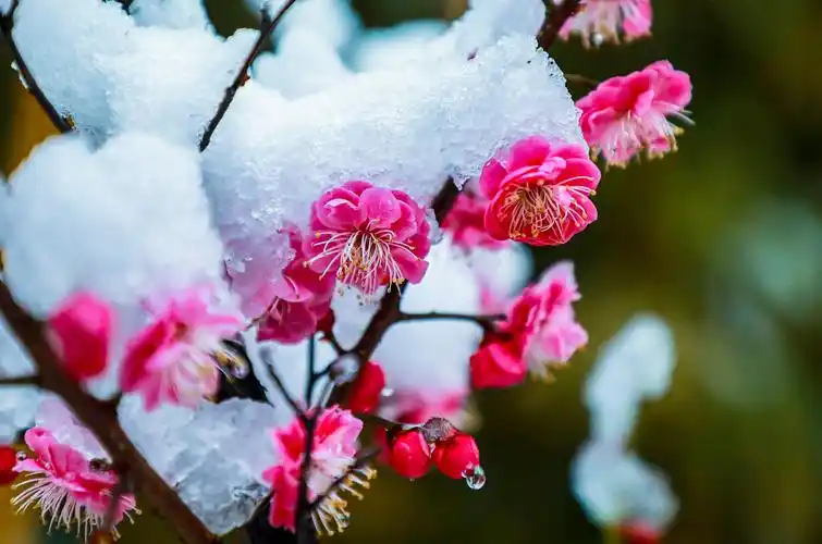 雪中梅花笑迎春