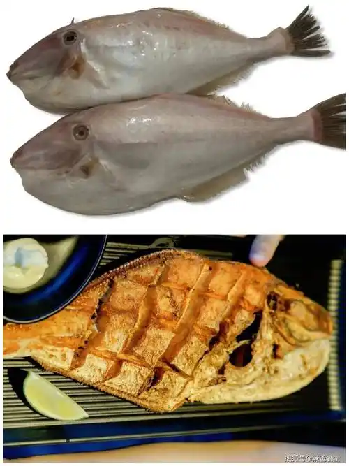 原创几十种海鱼你都吃过吗常吃的海鱼大全请收藏旅游能用上