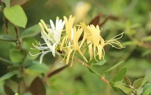 第二:金银花是具有抗病毒的作用,也是可以用于病毒引起的呼吸道感染