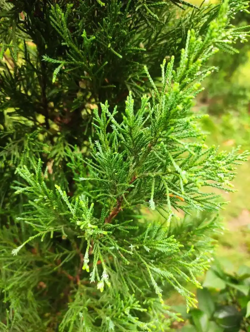 闽南植物图鉴⑧圆柏 圆柏,可作景观树.