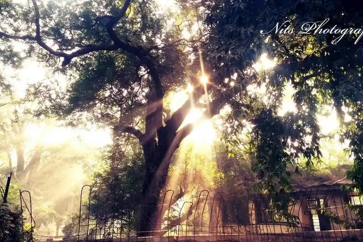 自然风光风景大树阳光夏天安静回忆童年时光高清壁纸