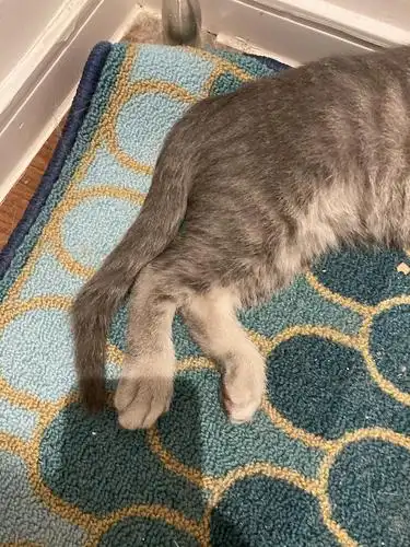 【领养】| (已领养)无锡无偿领养折耳三月大幼猫