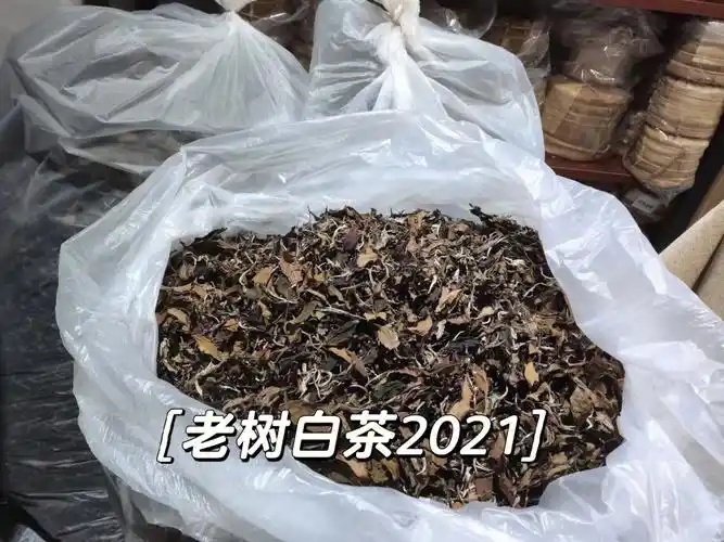 西双版纳老树白茶茶中仙子月光美人