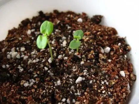 含羞草会开花吗