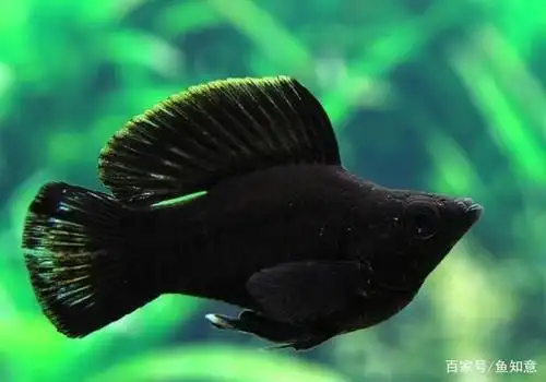 大背(高鳍)黑玛丽