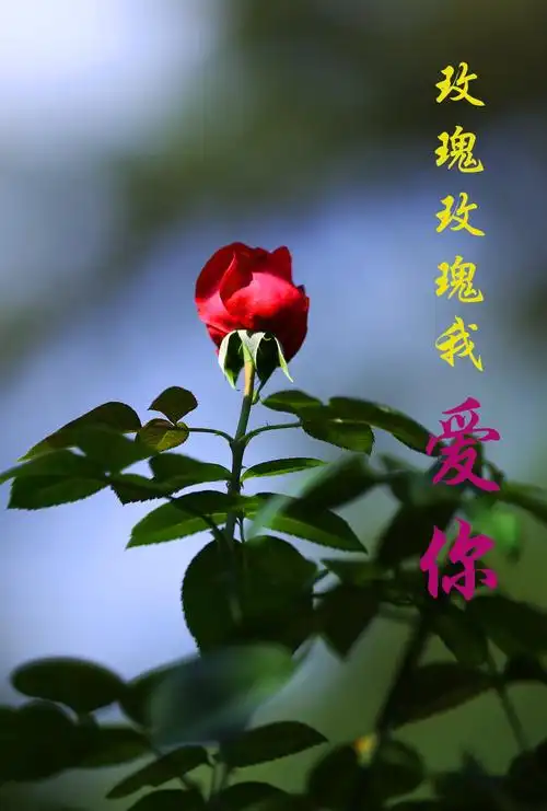 〈瑰玫瑰玫我爱你〉