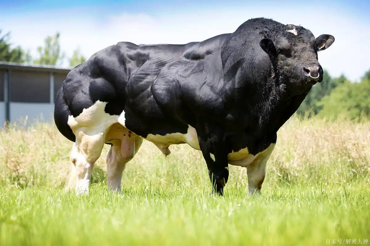 世界上最强壮的5种动物!