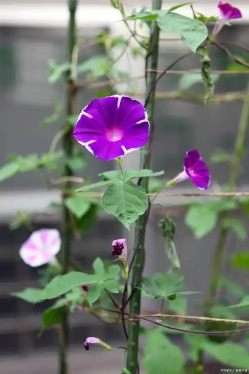 牵牛花的盆栽养护方法