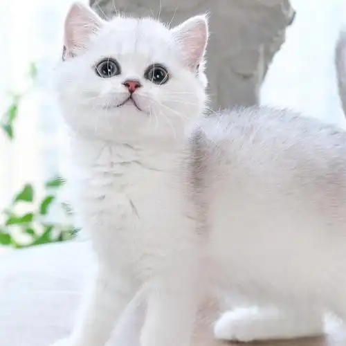 银渐层幼猫英国短毛白色重点银白血统小奶猫物体猫咪