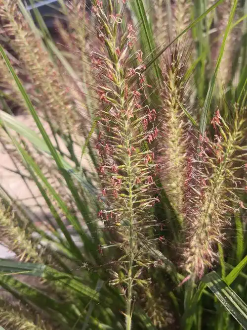 狼尾草禾本科狼尾草属多年生花语坚忍不被人了解的艰难的爱拍摄于长沙