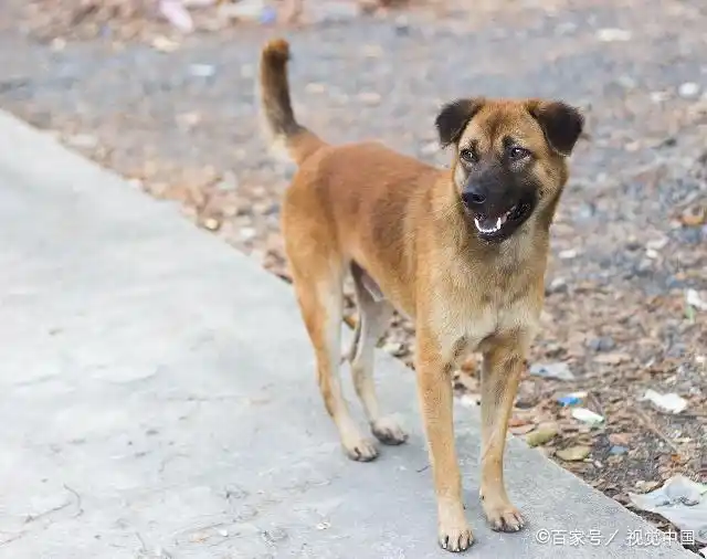 宠物知识,中华田园犬(土狗)竟然有这么多优点,确定不养一只?