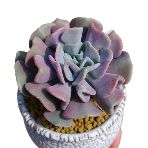 多肉植物小老桩可爱雪精灵室内阳台花卉精品防辐射绿植带盆栽好花