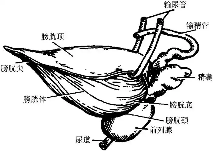 一,膀胱的解剖(一)膀胱的形态膀胱是一储存尿液的器官,位于耻骨联合