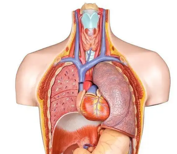 肝不会告诉你它生病了,但身体有这5个表现,说明肝真撑不住了_网易订阅