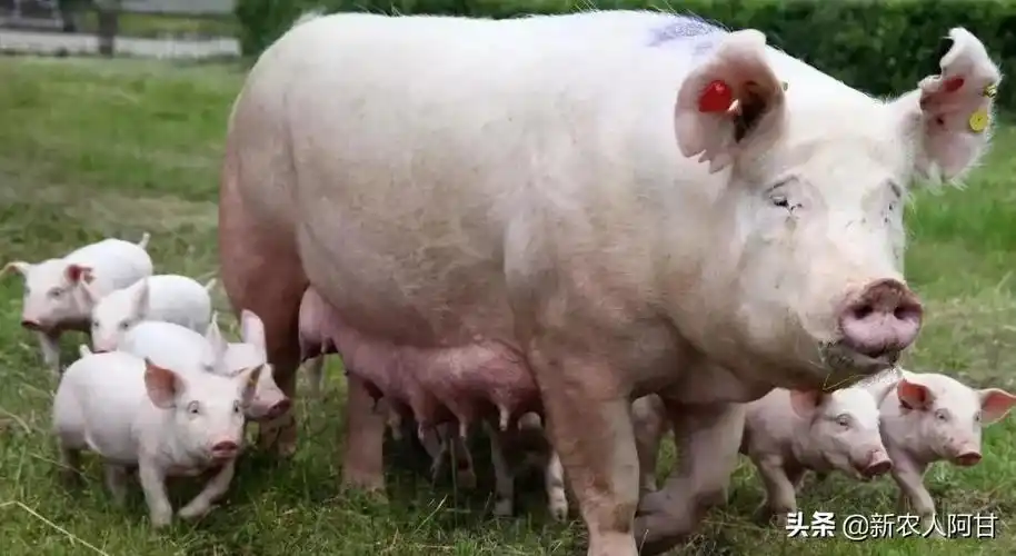 养猪人要懂,二元母猪和三元母猪,二者区别在哪里,怎么辨别?