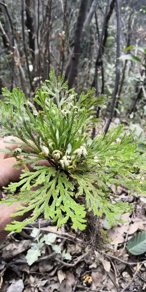 商城中草药宝库九死还魂草