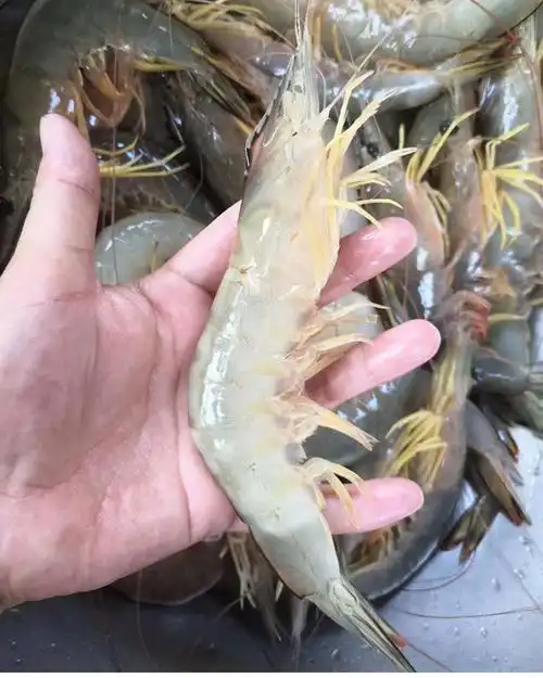 明虾大明虾海鲜海虾滑皮虾白虾水产鲜活虾大虾对虾现捕400g盒鲜源澜湾