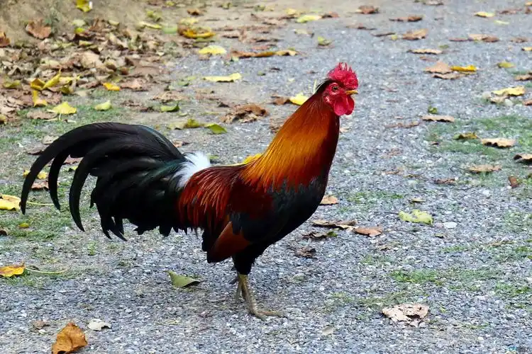 【原鸡】(组图)