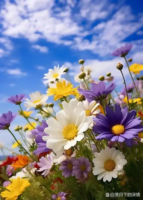 2,珍惜眼前人:格桑花的开花时间较短,表达了要珍惜身边美好事物的含义