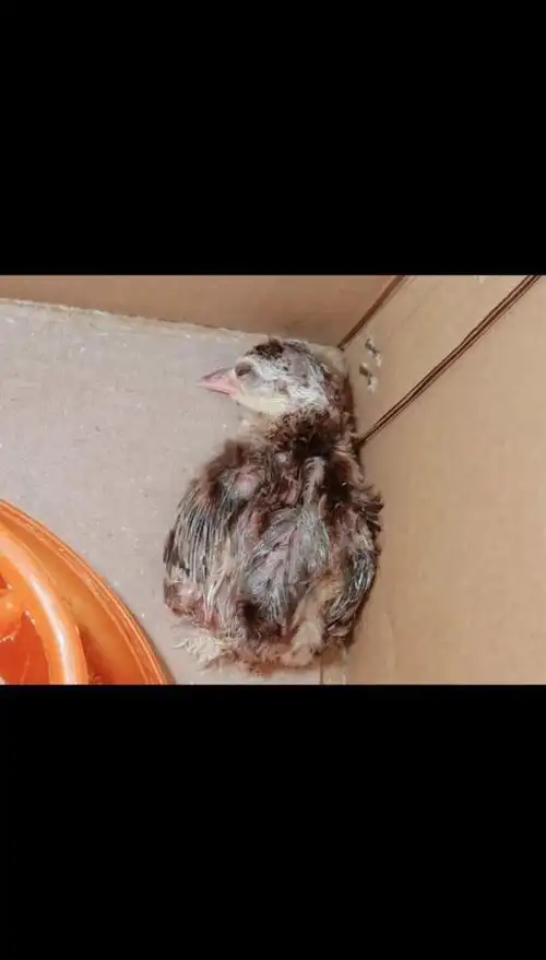 刚出生的小孔雀