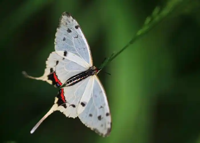 自然探秘系列丨丝带凤蝶与北马兜铃(凤凰岭蝴蝶与植物探秘)
