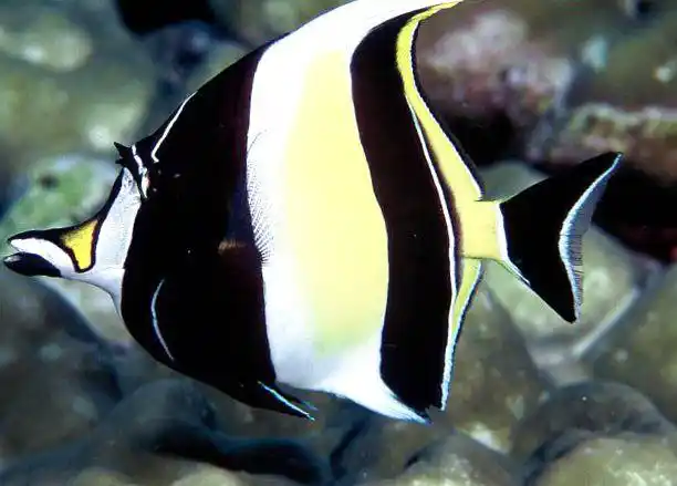 镰鱼, zanclus cornutus, zanclus canescens, 条纹