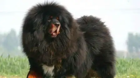 世界最贵, 最大的藏獒惊天兽, 现在还流传着它们的传说!