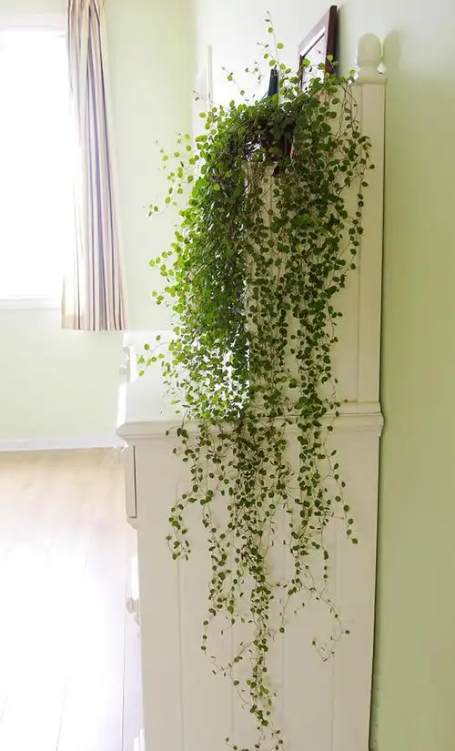 壁挂式千叶吊兰盆栽阳台室内外四季常青绿植花卉墙壁装饰垂吊植物