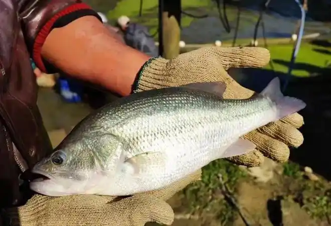 涨2元斤加州鲈虹彩病毒多发端午节或将拉高行情旺海特约加州鲈行情