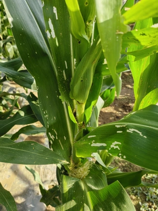 晋宁区玉米草地贪夜蛾发生防治建议