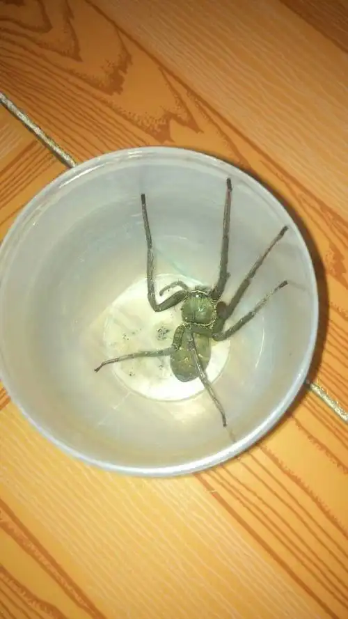 这是什么蜘蛛?有么有毒, 本来是八只脚的,抓它的时候掉了两只脚.