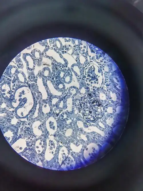 线粒体很漂亮#医学生物学细胞  ##医学细胞生物学 #线粒体