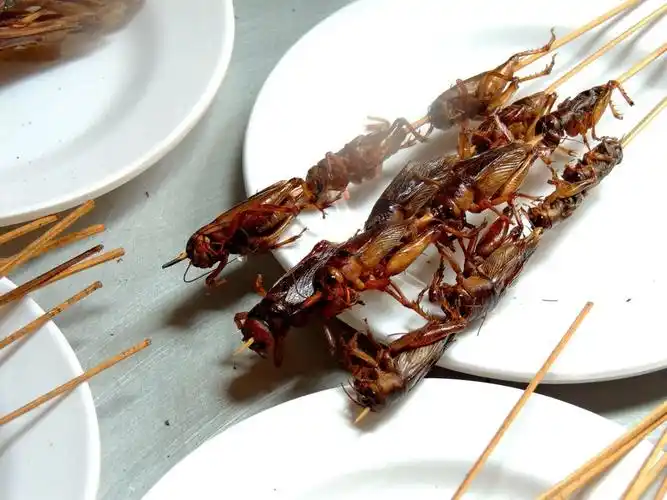 百虫宴,敢吃不?上(生活摄影版)