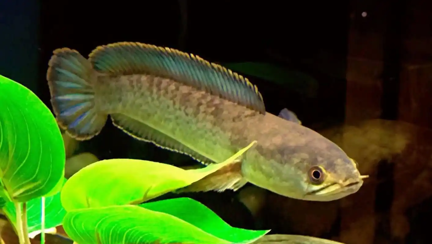 给大家推荐几种好养的冷水(广温)鱼!