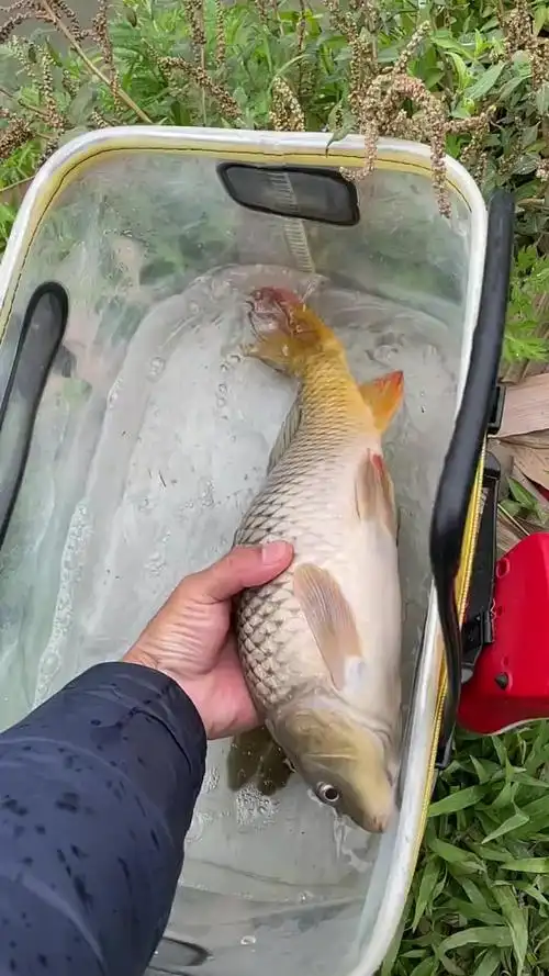 第177集|让鲤鱼再次跃起 2024dou来钓鱼 飞德钓-度小视