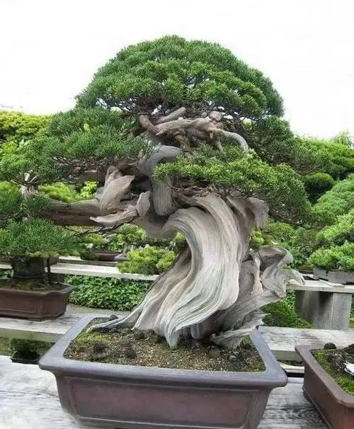 世界上最珍稀的裸子植物—崖柏用植物非试管高效快繁技术快繁崖柏