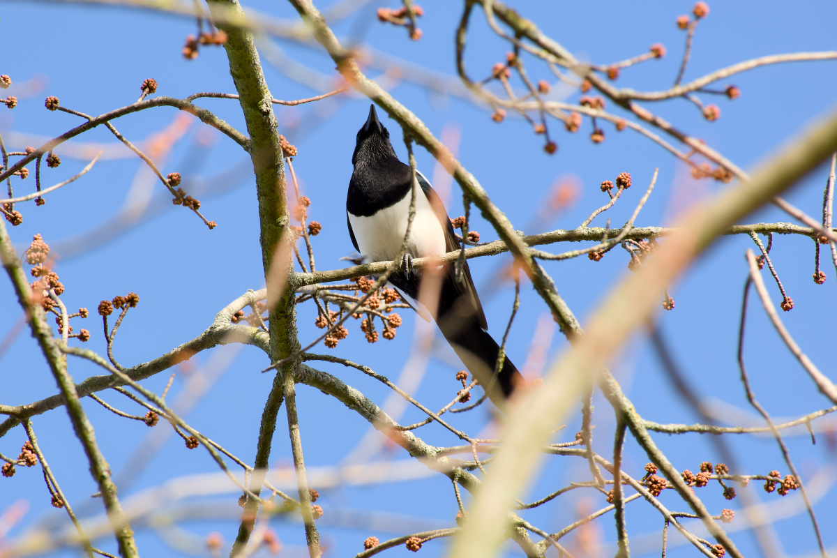 小喜鹊,是一种活泼可爱的鸟类,生活在人们周围的树林,公园和农田中.