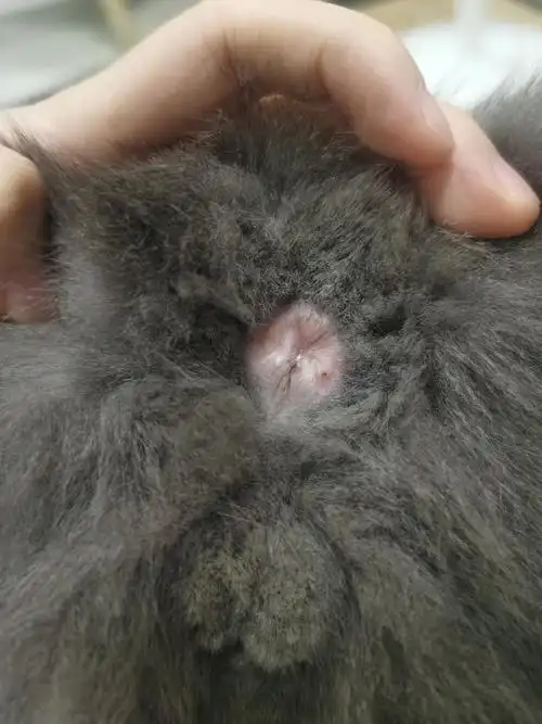 有特写求助猫咪肛门起了一个白色疙瘩是什么呀