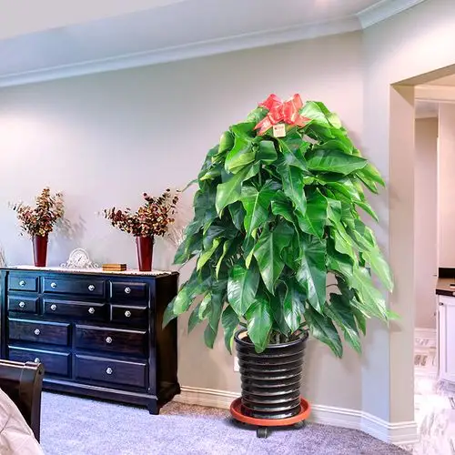 绿宝石树 1.4米~1.5米-绿植花卉租赁-优企租-做中国最专业的企业租赁