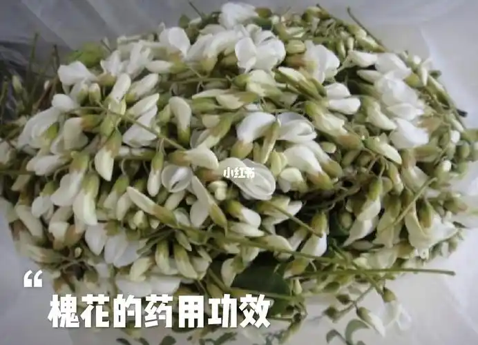 槐花粉的功效与作用及食用方法