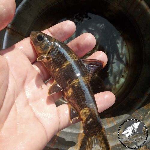 石斑鱼千岛湖野生小溪新鲜活鲜活淡水鱼湖河鲜小鱼溪涧淡水鱼类