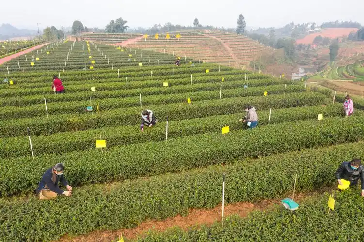 茶树品种的适应性和栽培性进行试验同时也对适宜的品种进行种植示范