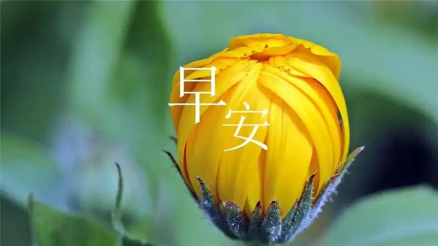 朋友圈早上好问候语录图片春天暖心的早上好鲜花动态表情图片