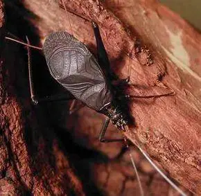 金钟儿图册_百度百科