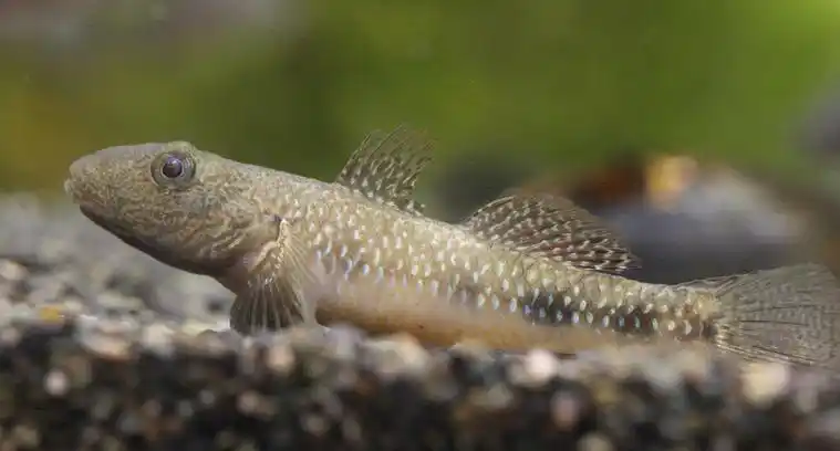 p>子陵吻虾虎鱼(学名: i>rhinogobius giurinus /i>)是虾虎鱼科吻