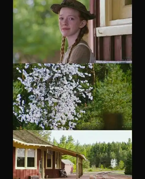 绿山墙的安妮安妮全集系列小小安妮