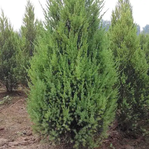 成都大量批发各规格柏树及其他苗木品种价格优惠品种齐全