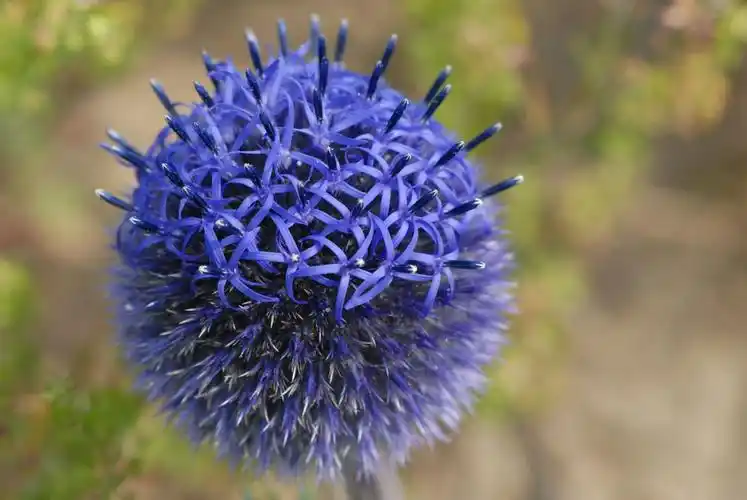 菊科蓝刺头.刘华杰/摄