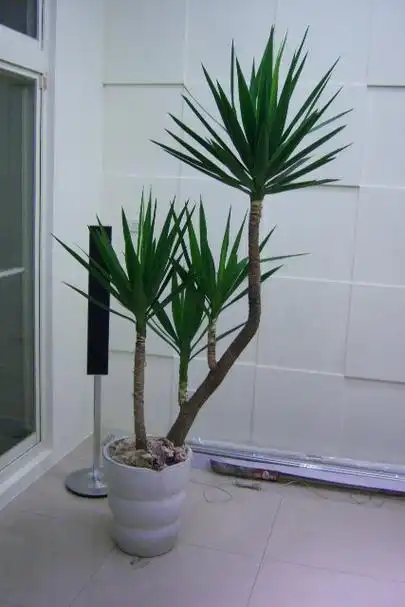 p>荷兰铁是常绿木本植物,在原产地(北美温暖地区)株高可达10米,盆栽