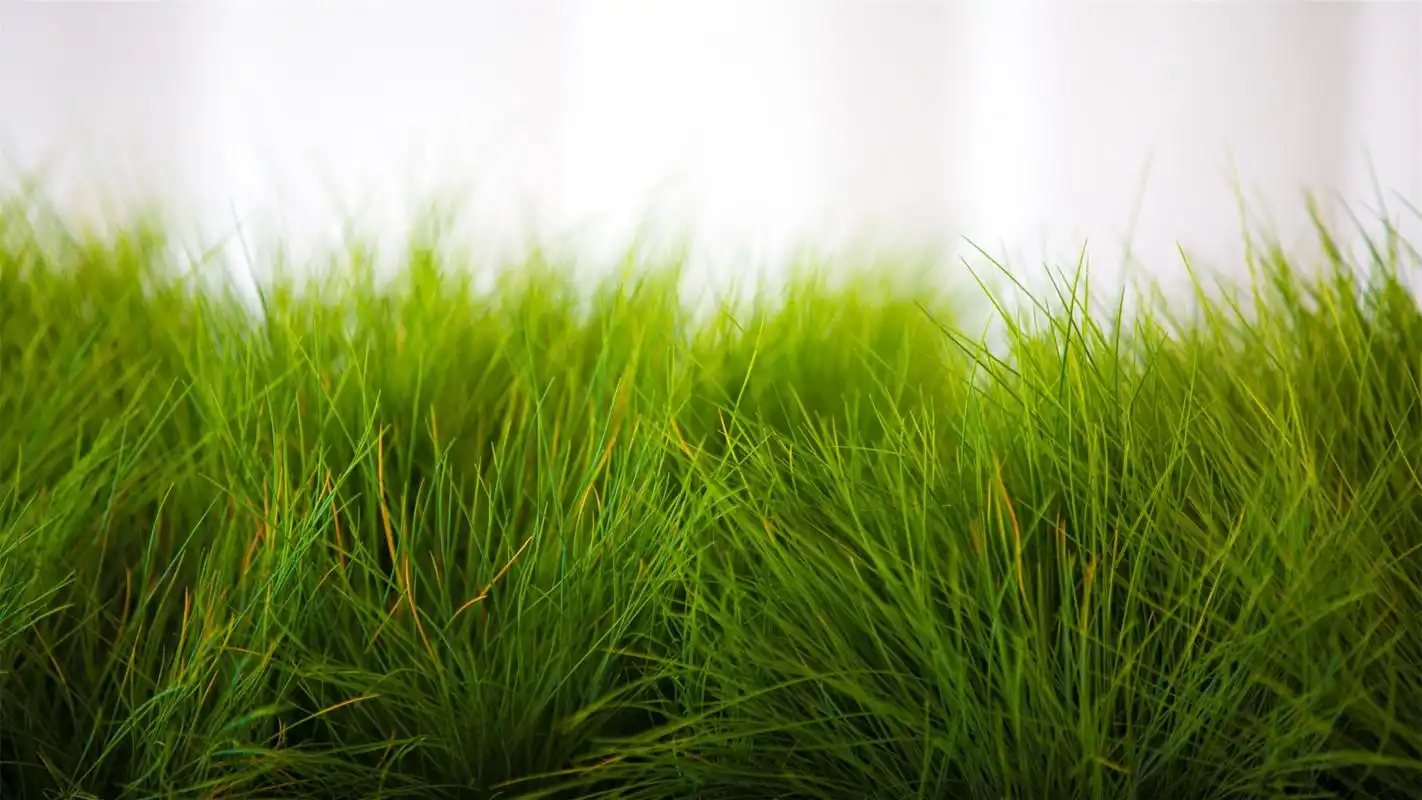 清新绿色护眼的青草地桌面壁纸下载